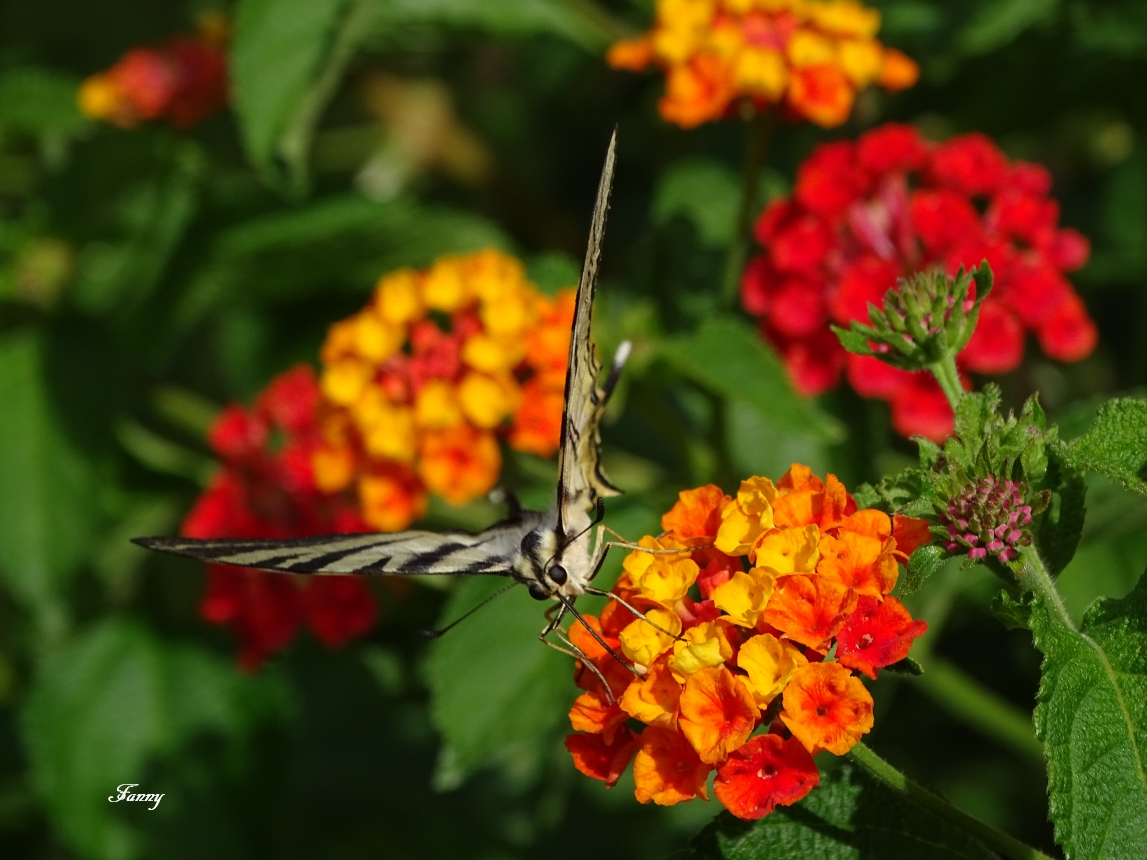 Papillon signéDSC05137.jpg