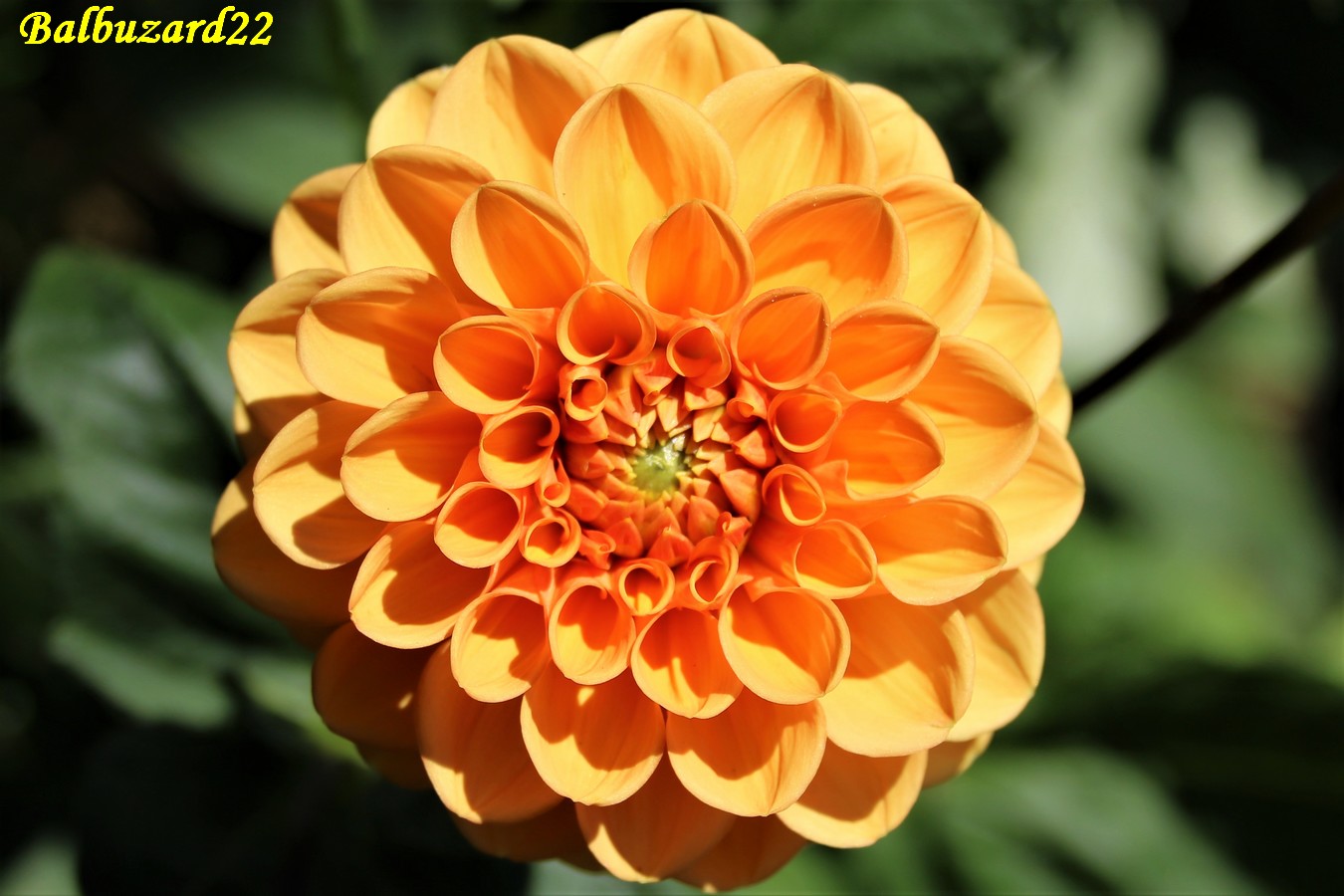 Floraison Dalhia Ponpon Août 2018.jpg