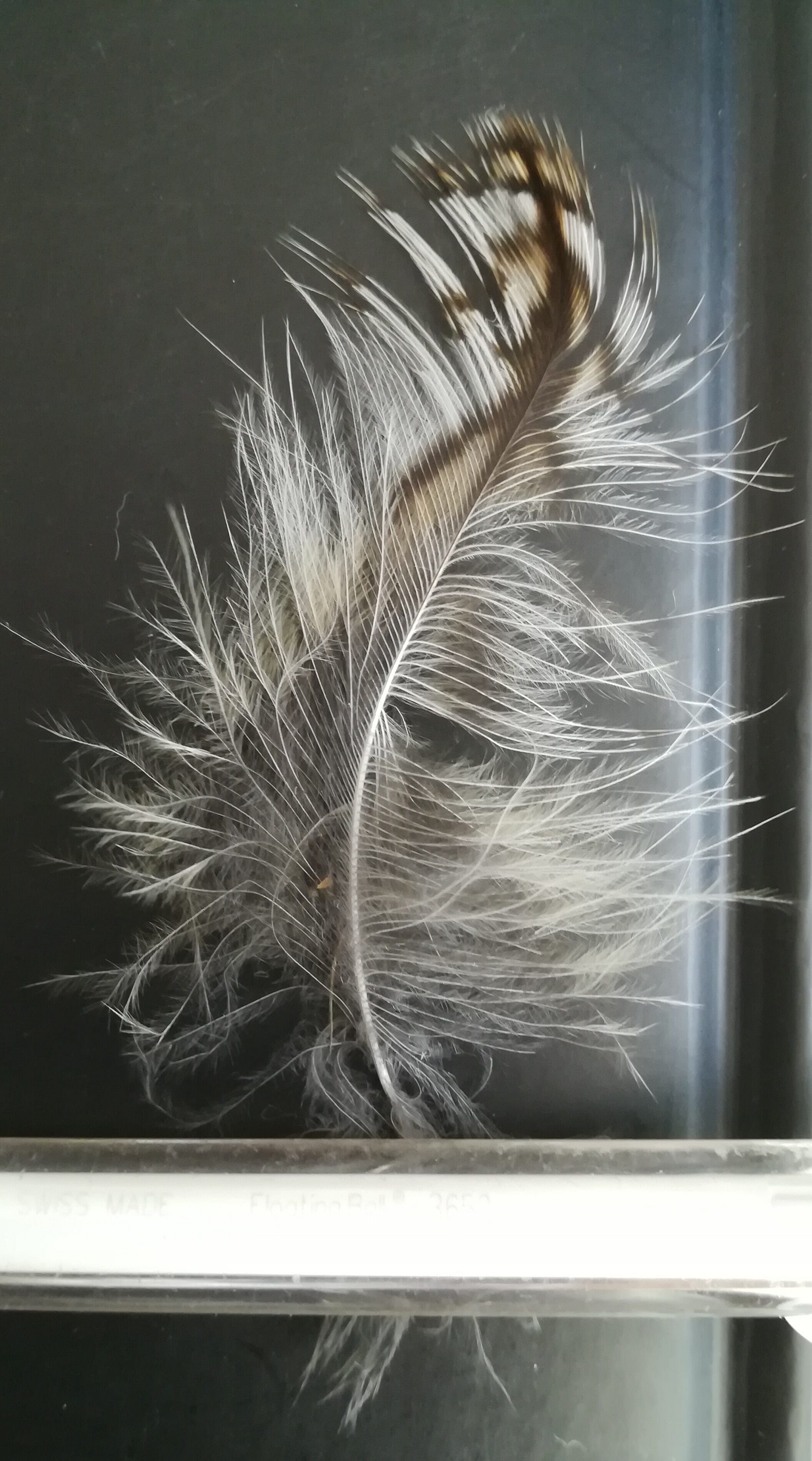 IMG_20180721_101553 (2).jpg