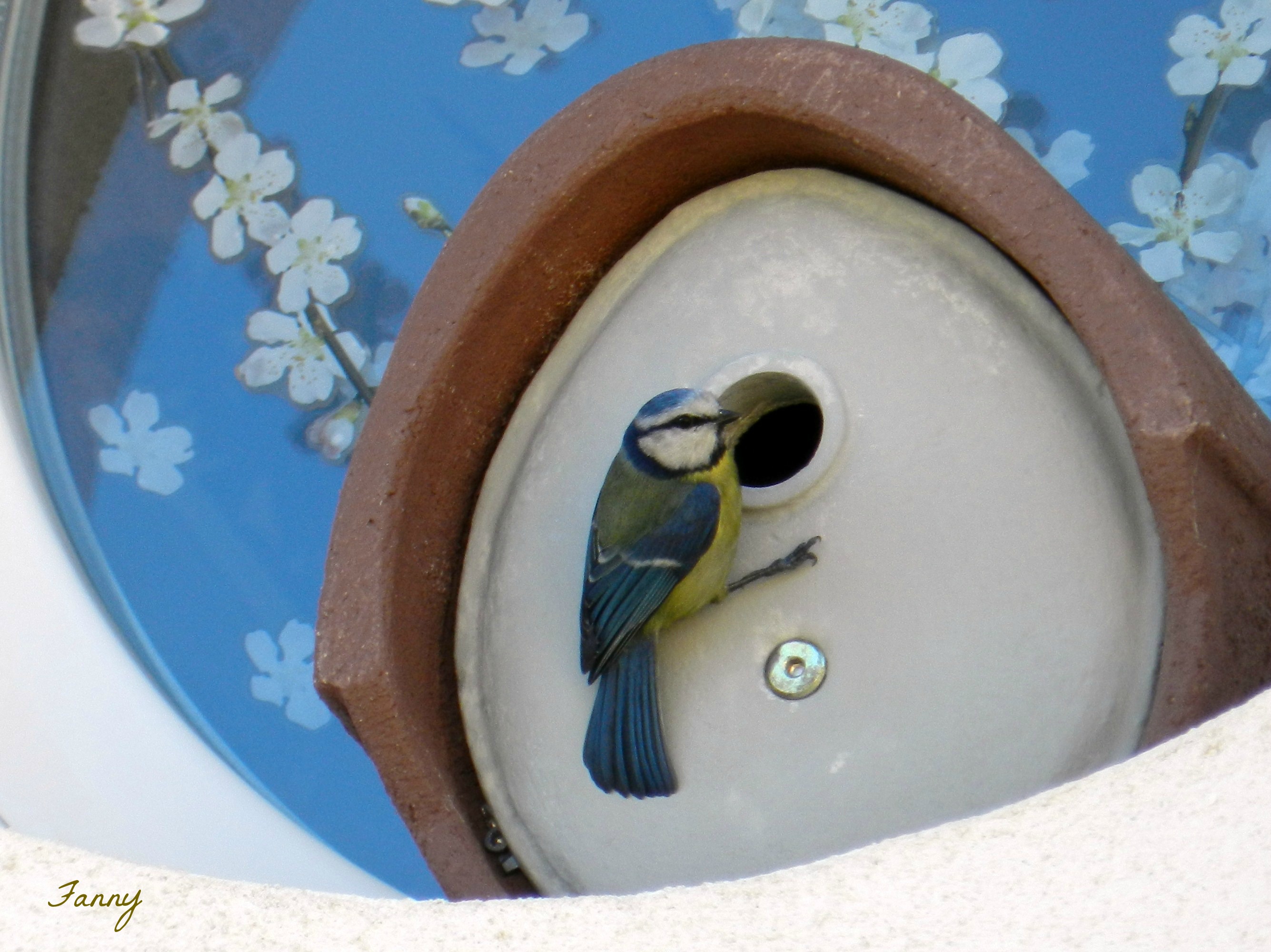 nid mesange bleue signé 001 (2).jpg