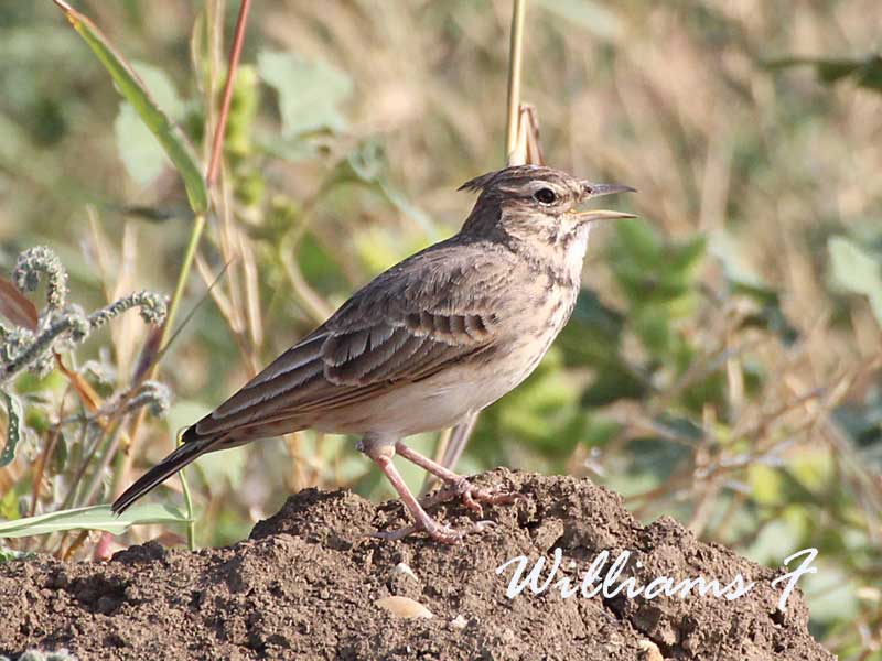 oiseau.jpg