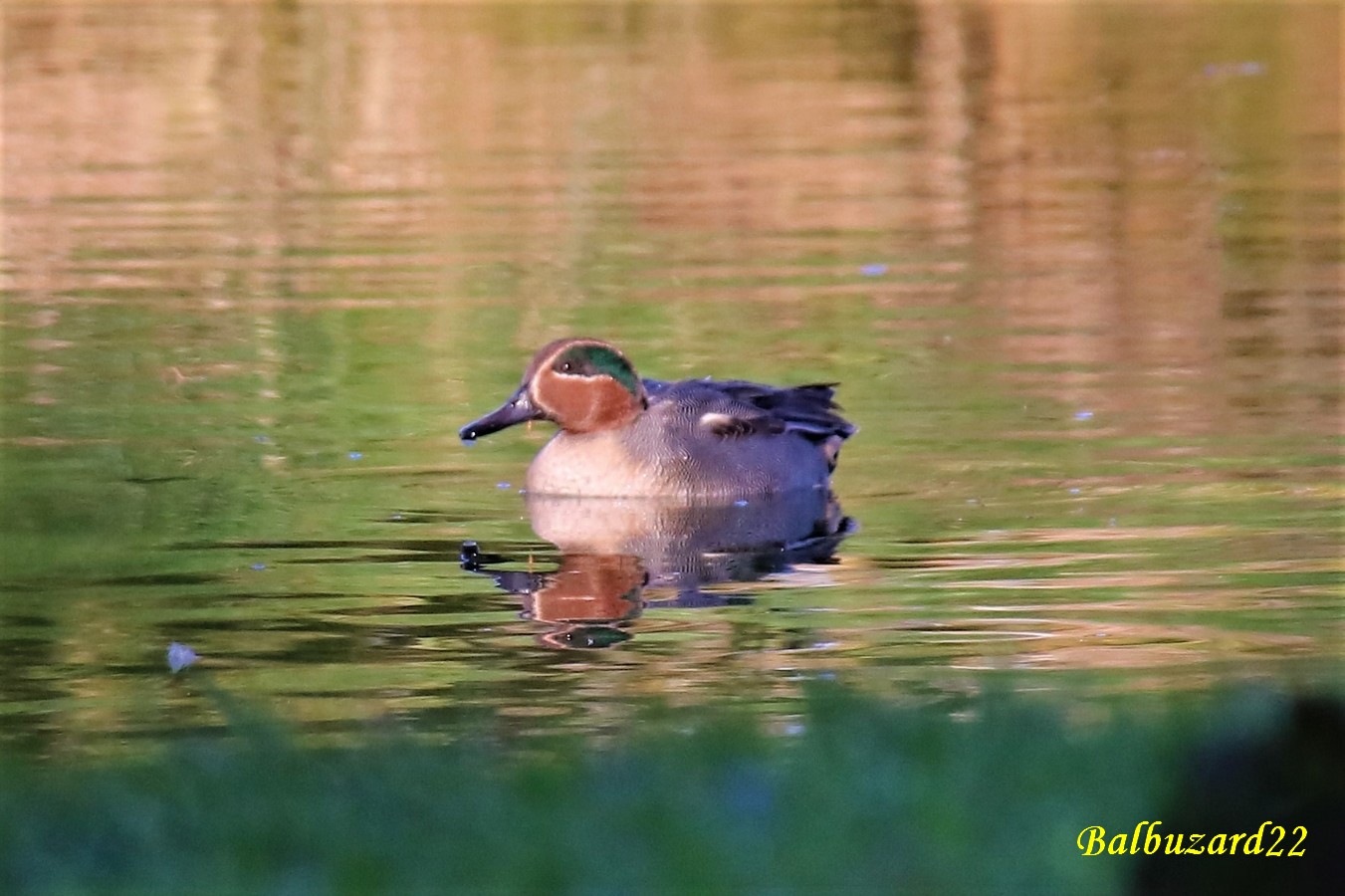 Mâle Sarcelles d'hiver en nuptial.jpg