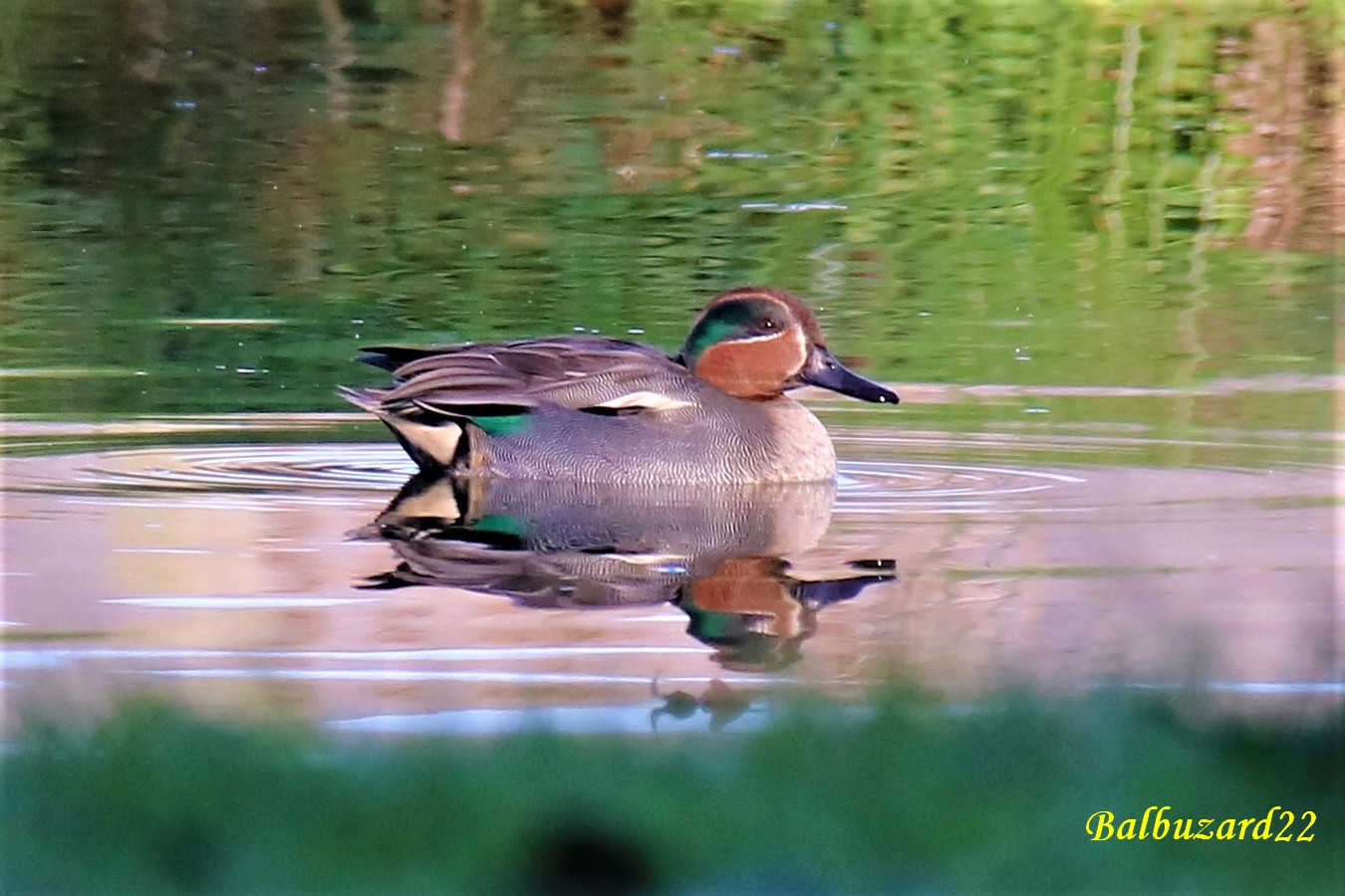 Mâle Sarcelle d'hiver en nuptial.jpg