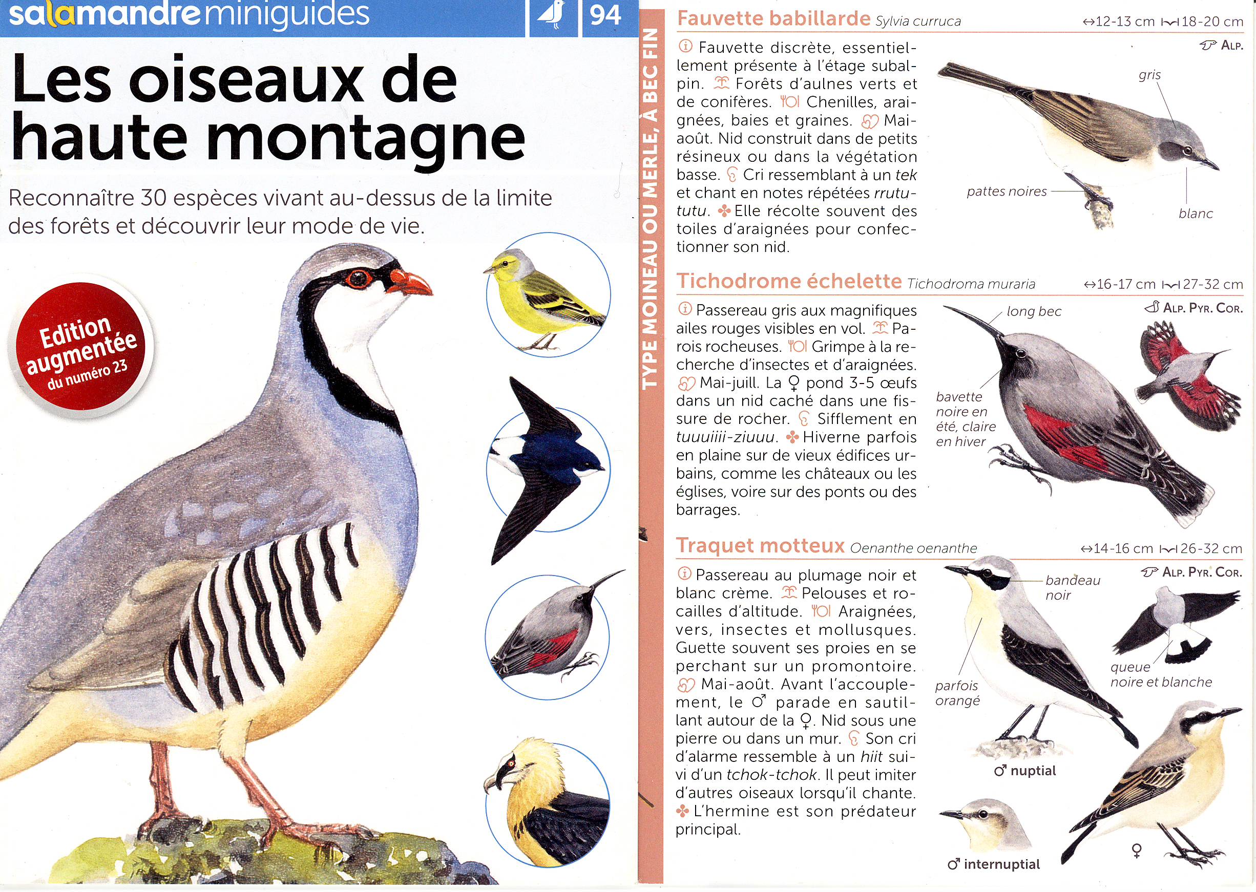 La salamandre.JPG