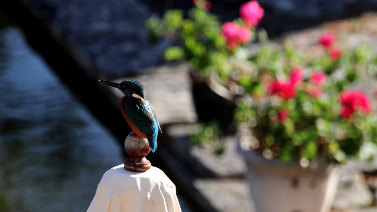 sur le parasol a l'affût
