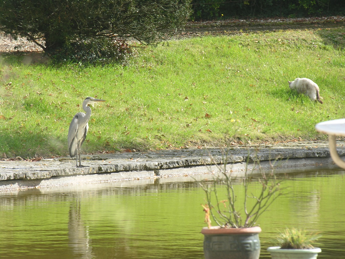 heron et le chat.jpg