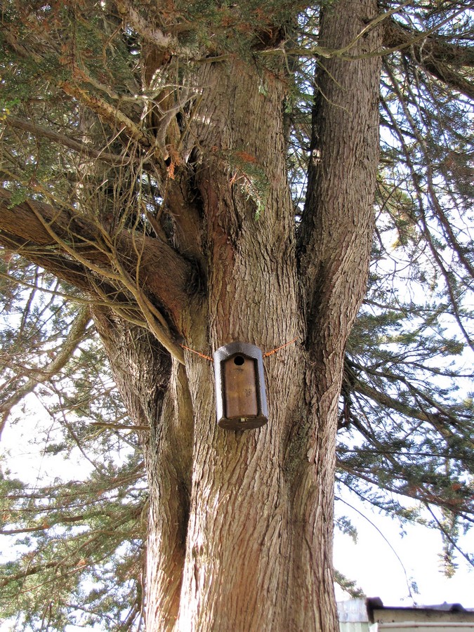 Nichoir sur cyprès - Copie.jpg