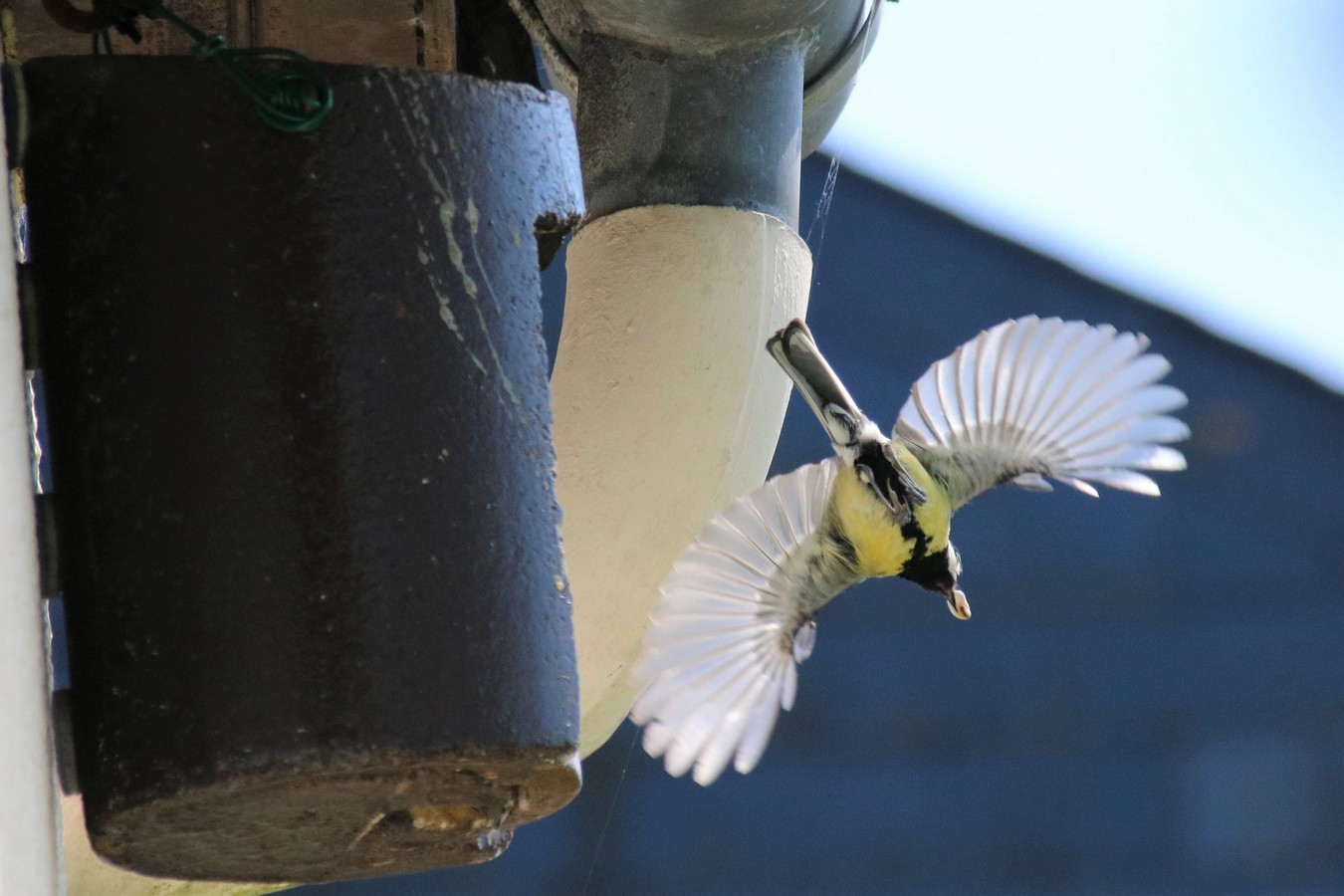 Nidification Avril 2017 (2) - Copie.jpg