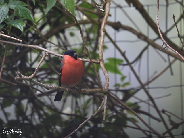 EO9A0181 - Copie_GF.jpg