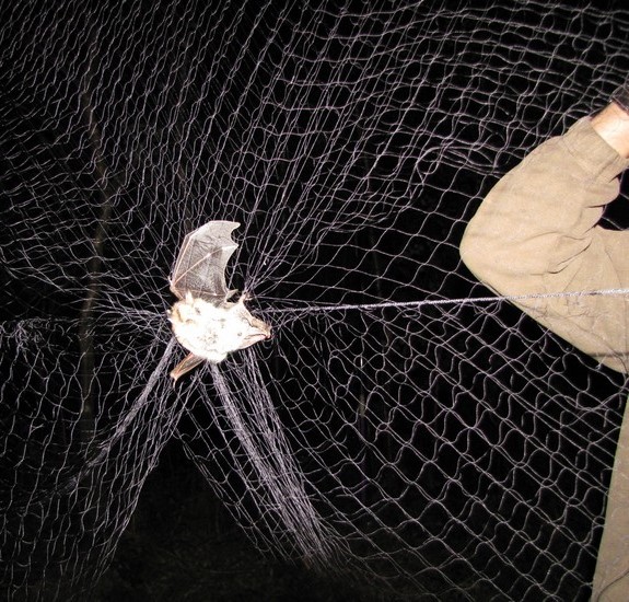 Murin en capture - Copie.jpg