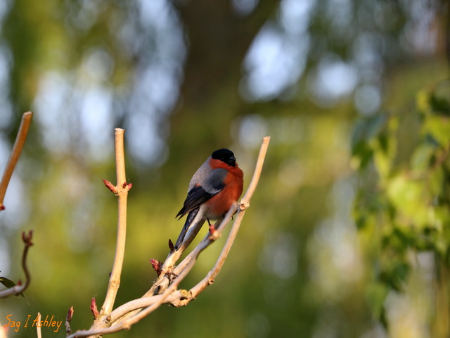 EO9A0139_GF - Copie.jpg