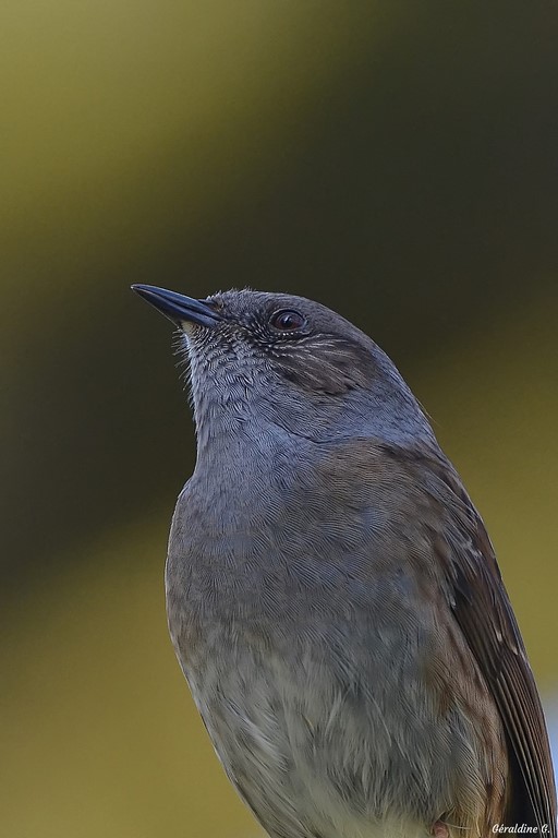 DSC_0109_filtered-001 (Copier).jpg