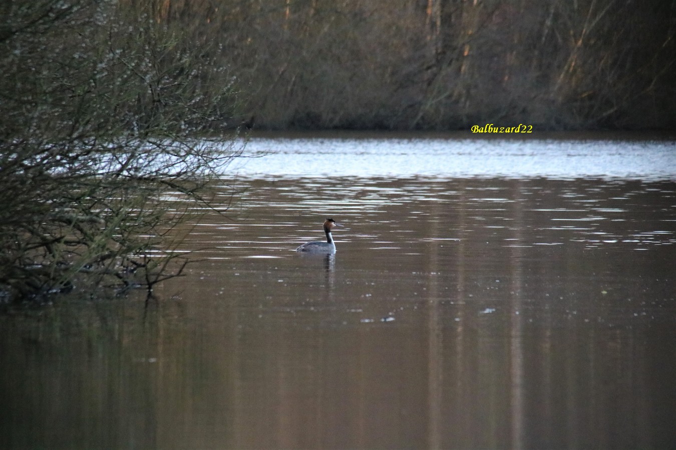 Grèbe huppé.JPG