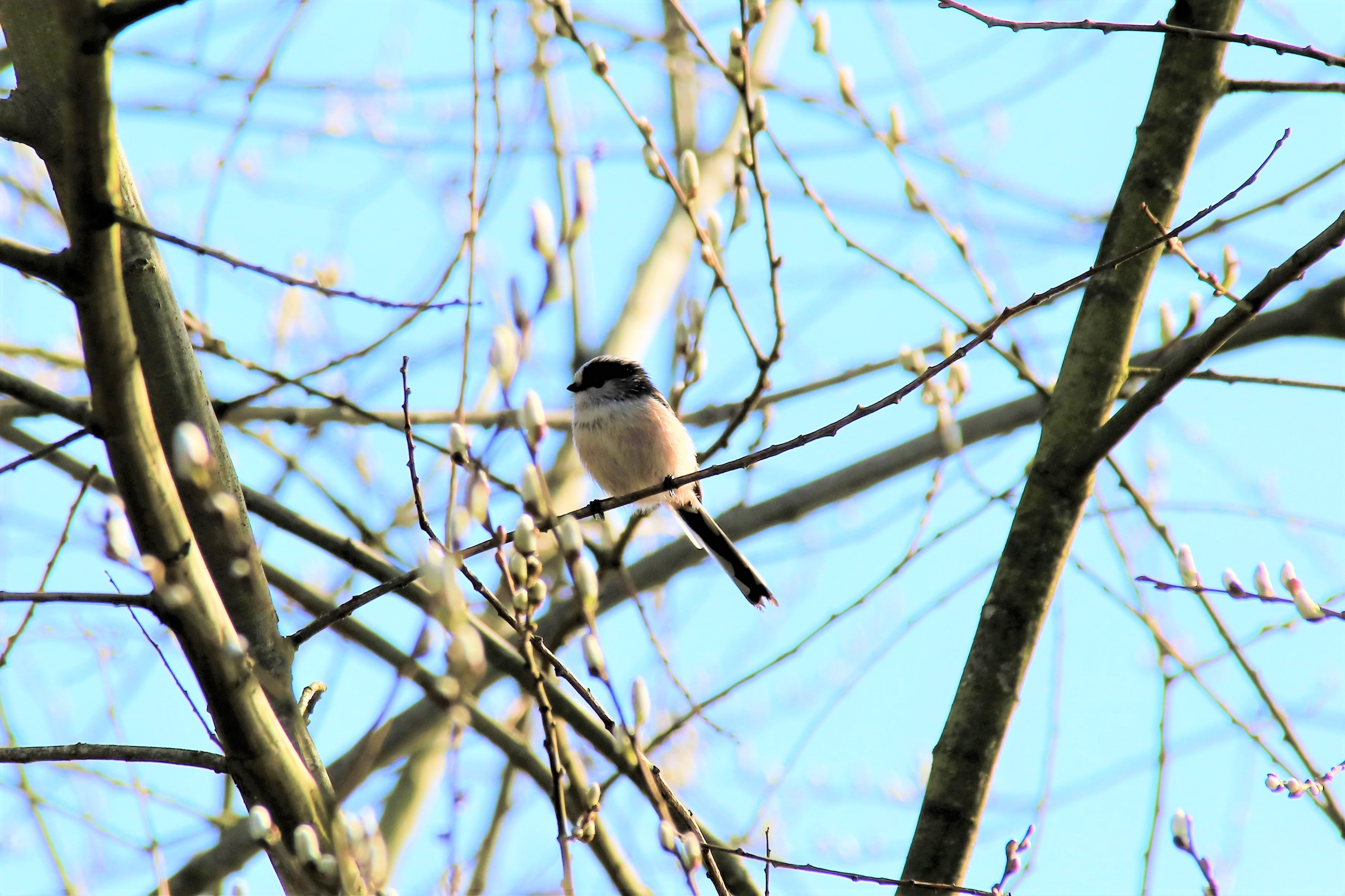 Mésange à longue queue.JPG