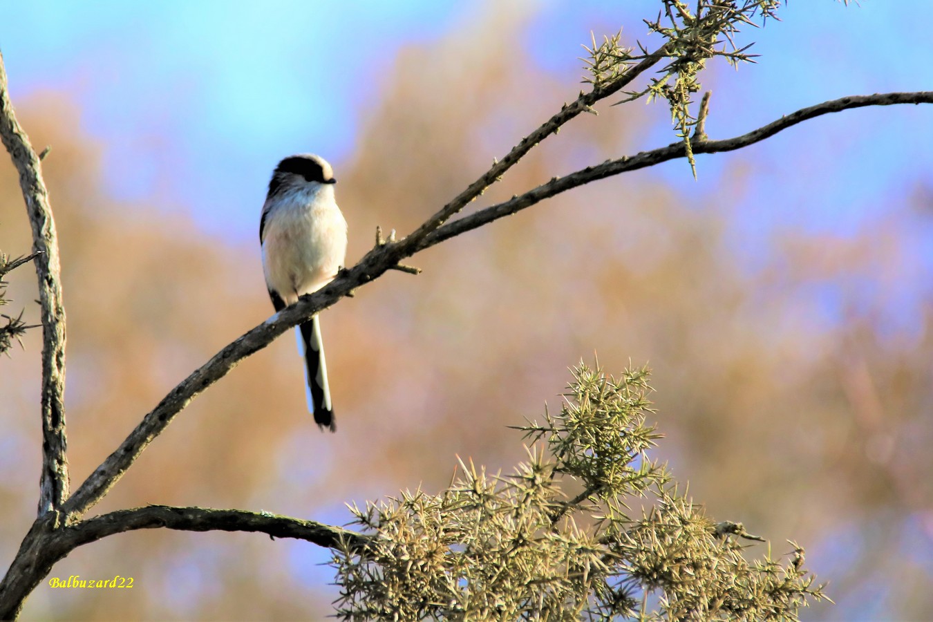 Mésange à longues queues (3).JPG