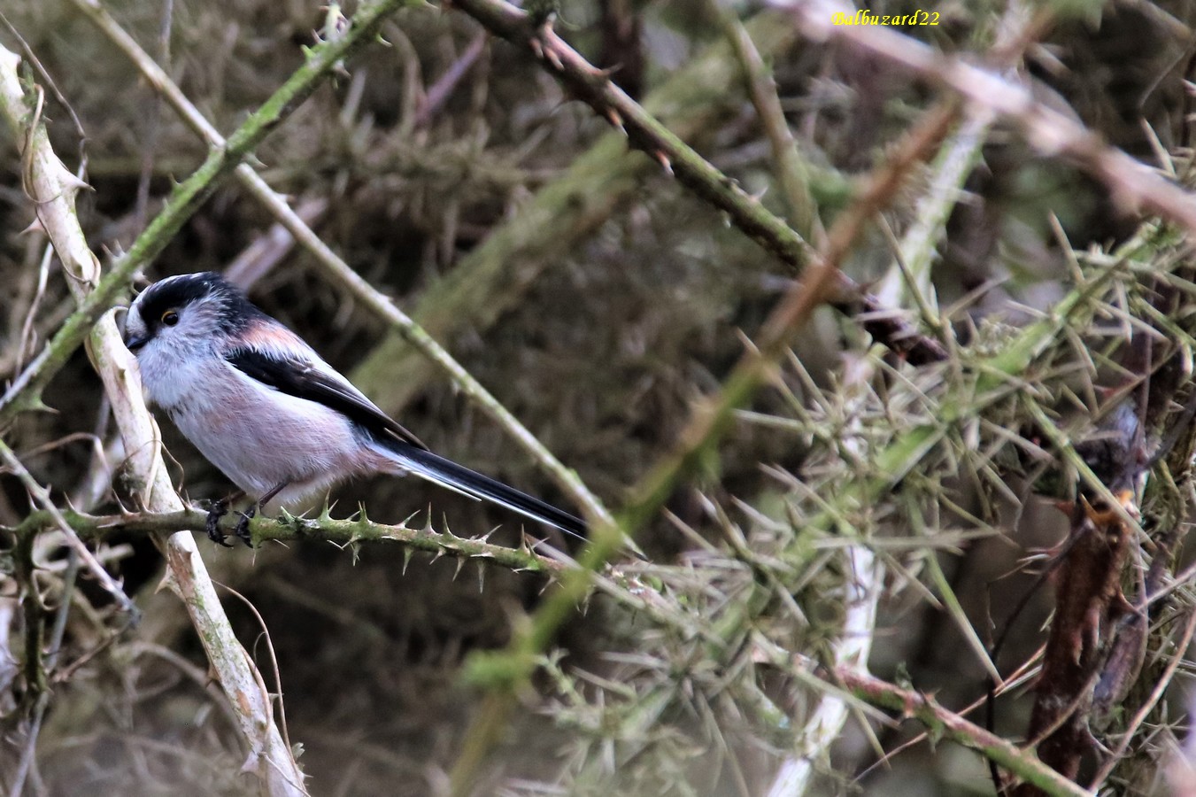 Mésange à longues queues.JPG