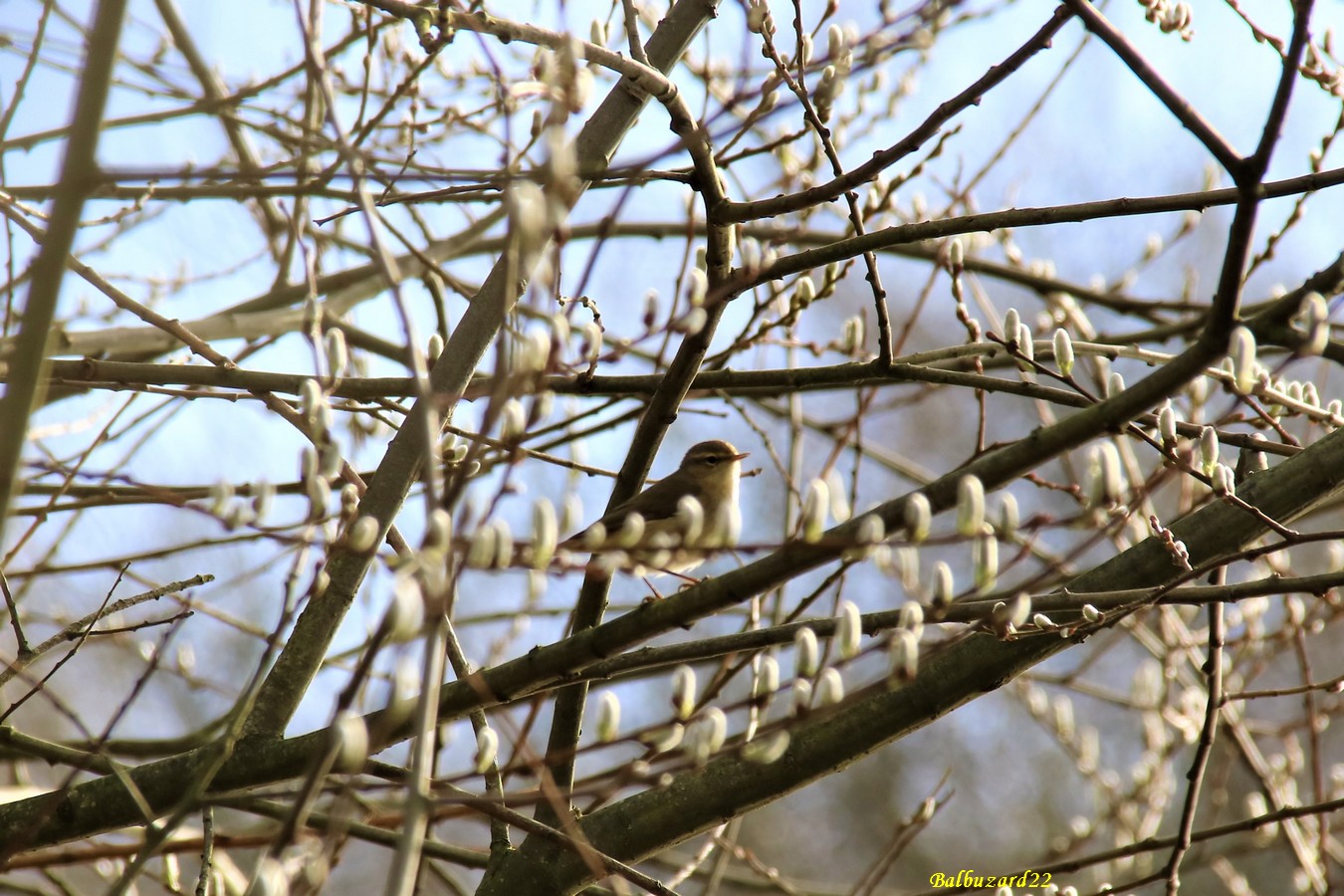 Pouillot véloce.JPG