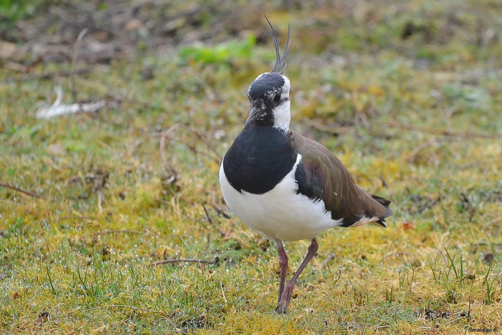 DSC_0249_filtered-001 (Copier).jpg