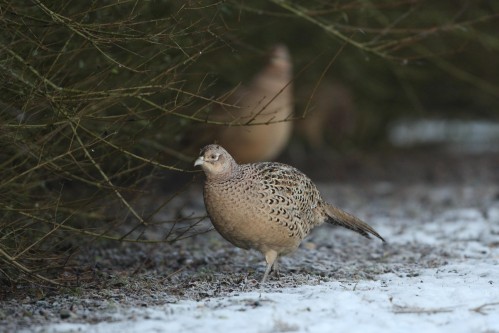 http://betails-de-min-coin.over-blog.com/article-dans-un-bois-pres-d-amiens-decembre-2009-coq-faisan-poules-faisanes-lapins-de-garenne-lievres-couple-de-bouvreuils-pivoines-pinson-d