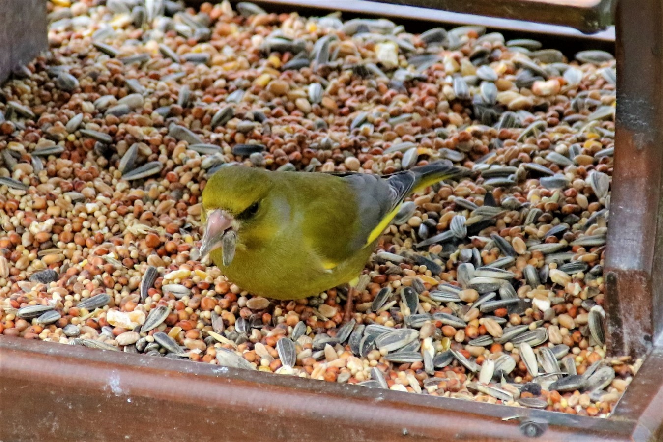 IMG_4670 - Copie.JPG