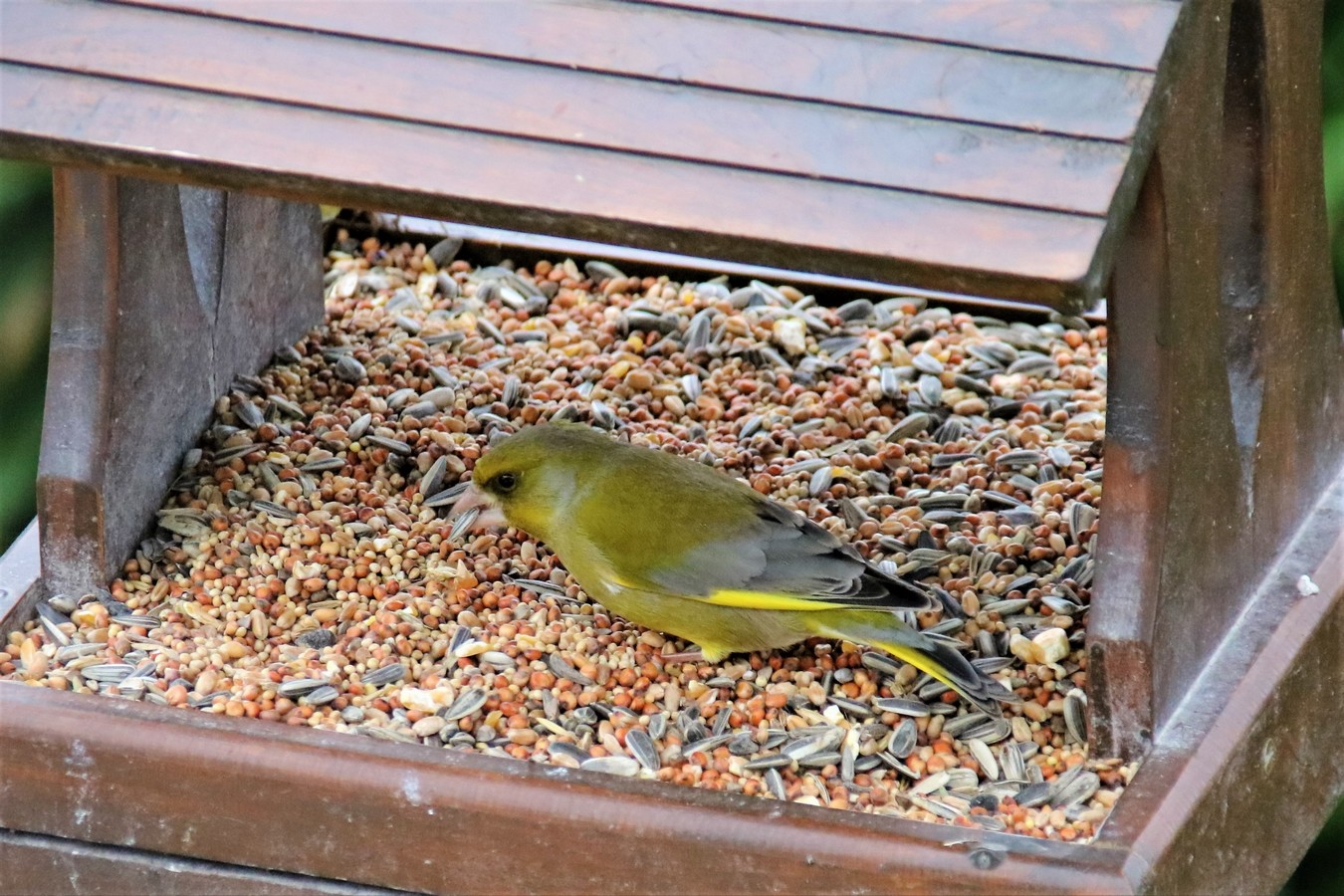 IMG_4671 - Copie.JPG