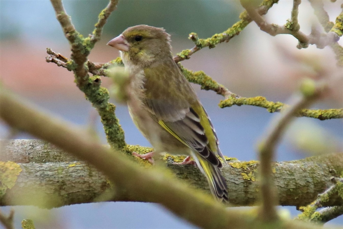 IMG_4672 - Copie.JPG