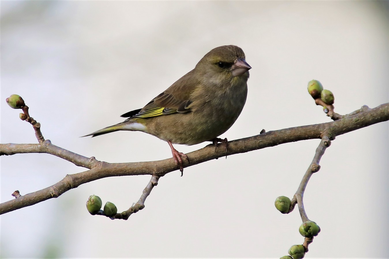 IMG_4675 - Copie.JPG