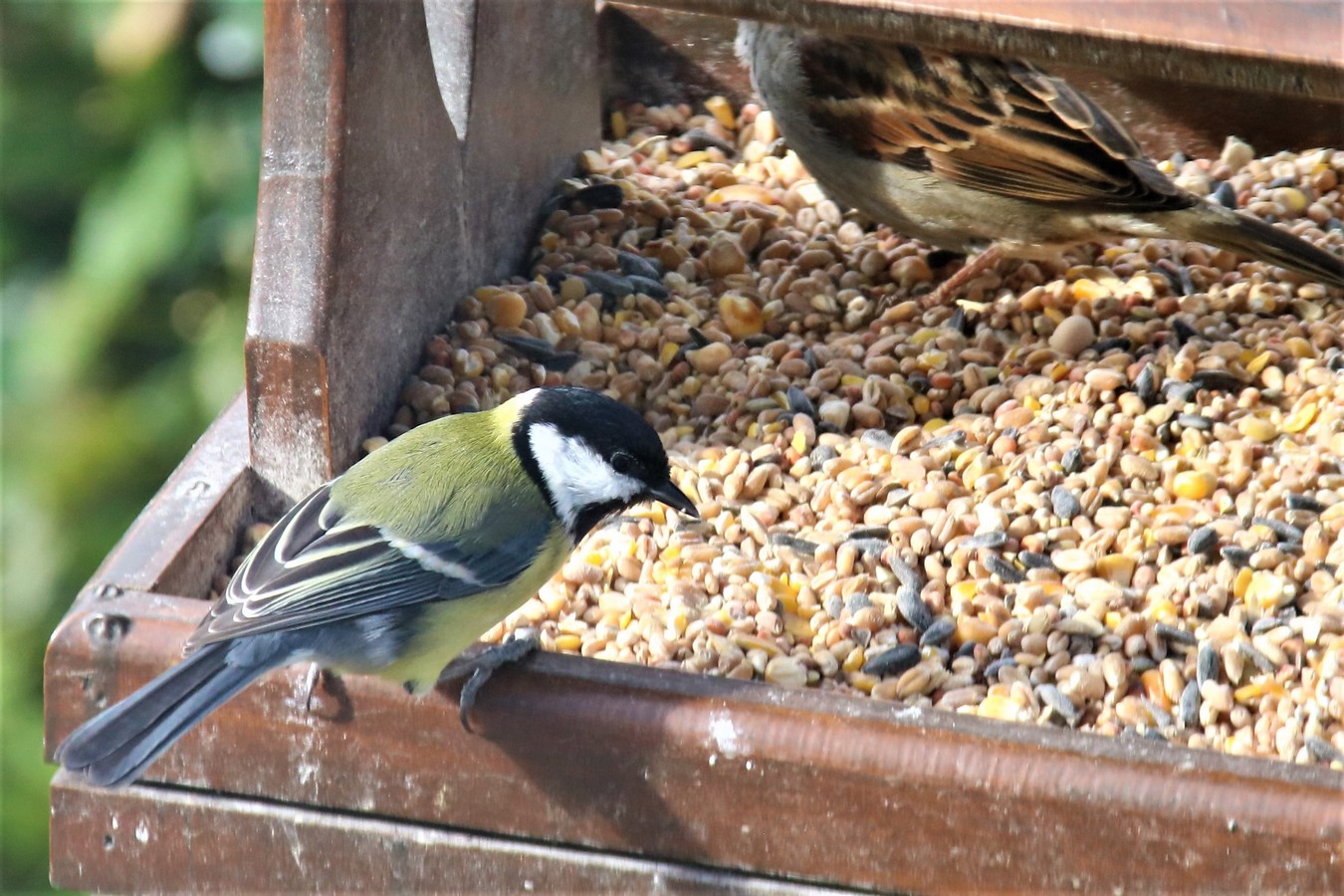 IMG_4665 - Copie.JPG