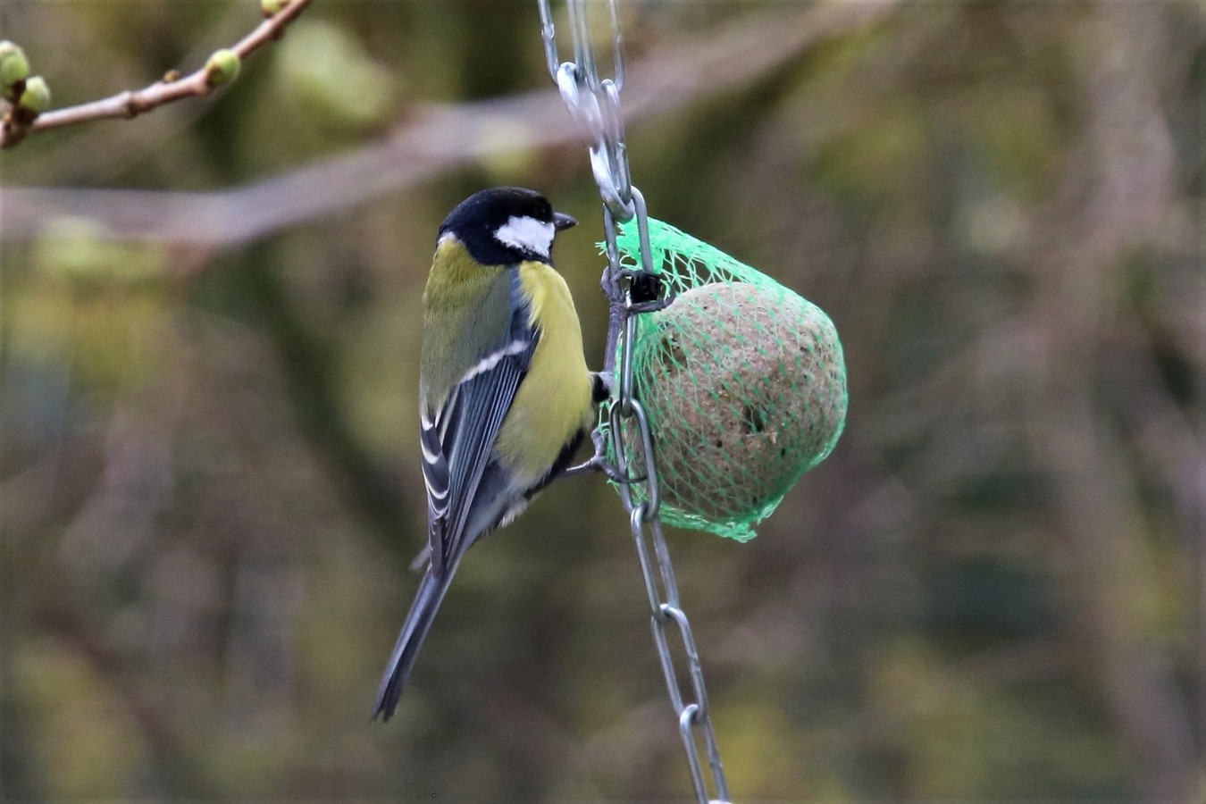 IMG_4681 - Copie.JPG