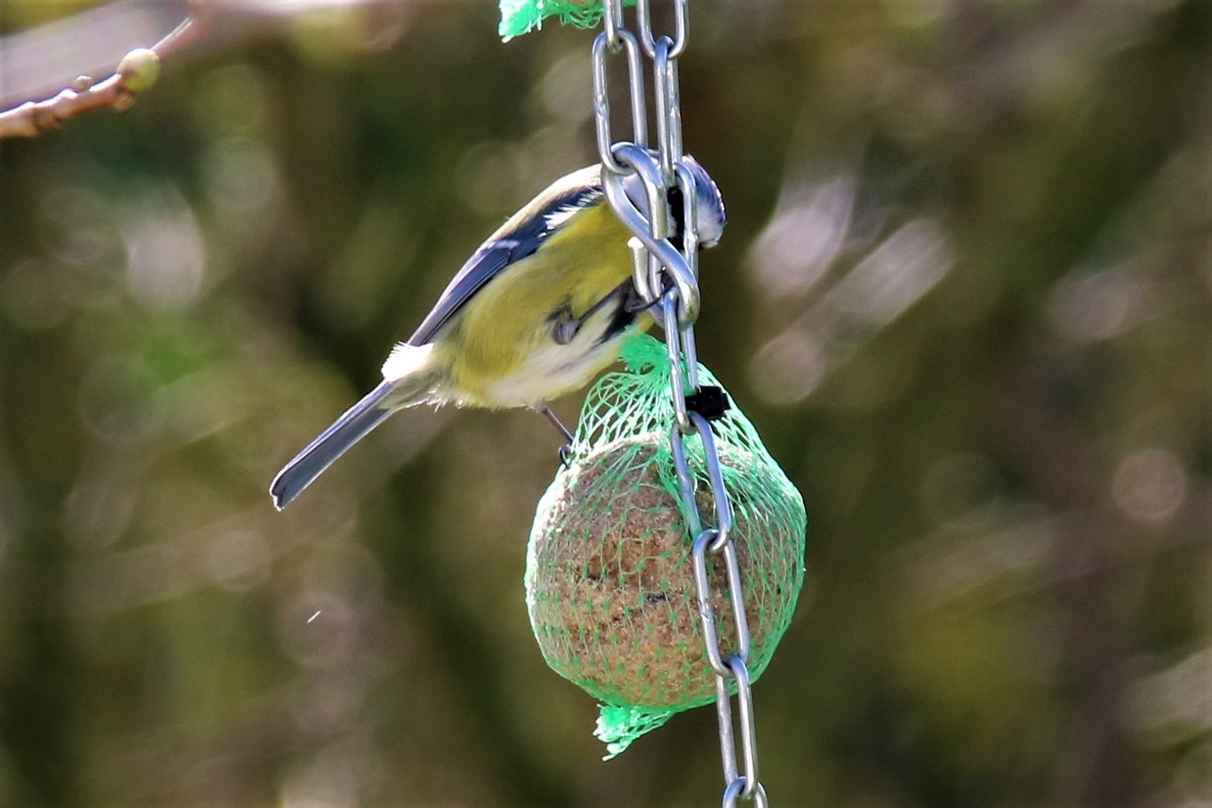 IMG_4683 - Copie.JPG