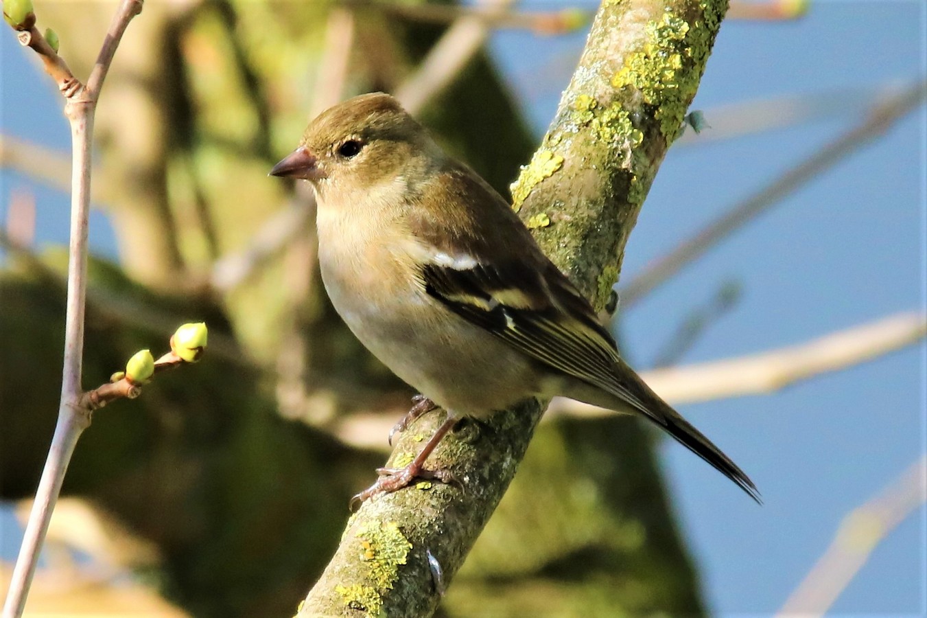 IMG_4661 - Copie.JPG