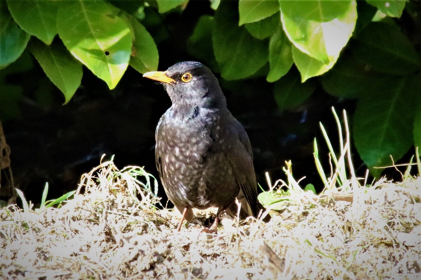 IMG_4659 - Copie.JPG