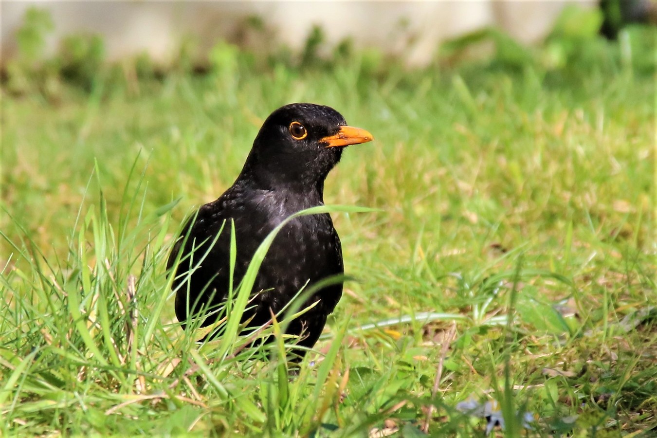 IMG_4660 - Copie.JPG