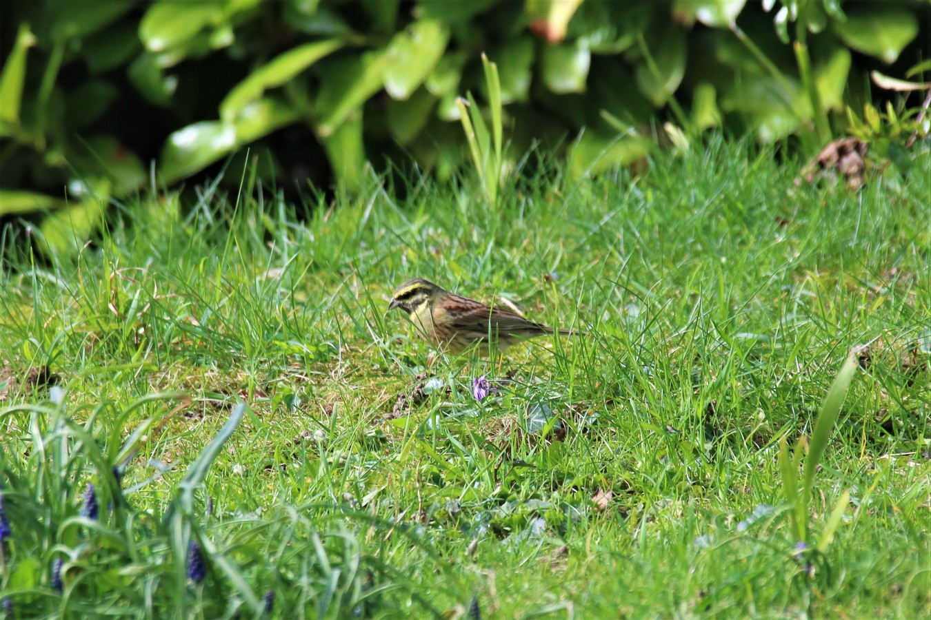 IMG_4680 - Copie.JPG