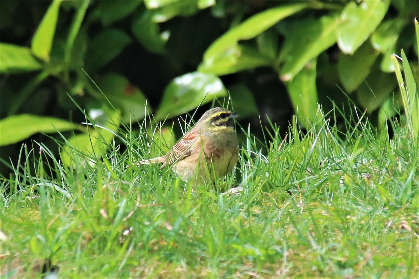 IMG_4679 - Copie.JPG