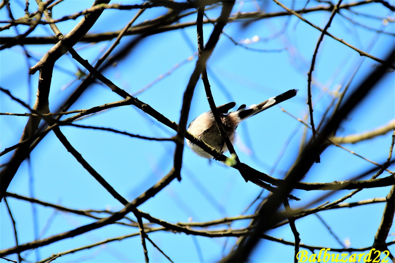 Mésange à longues queues la Favière Samedi 16 Mars 2019.JPG
