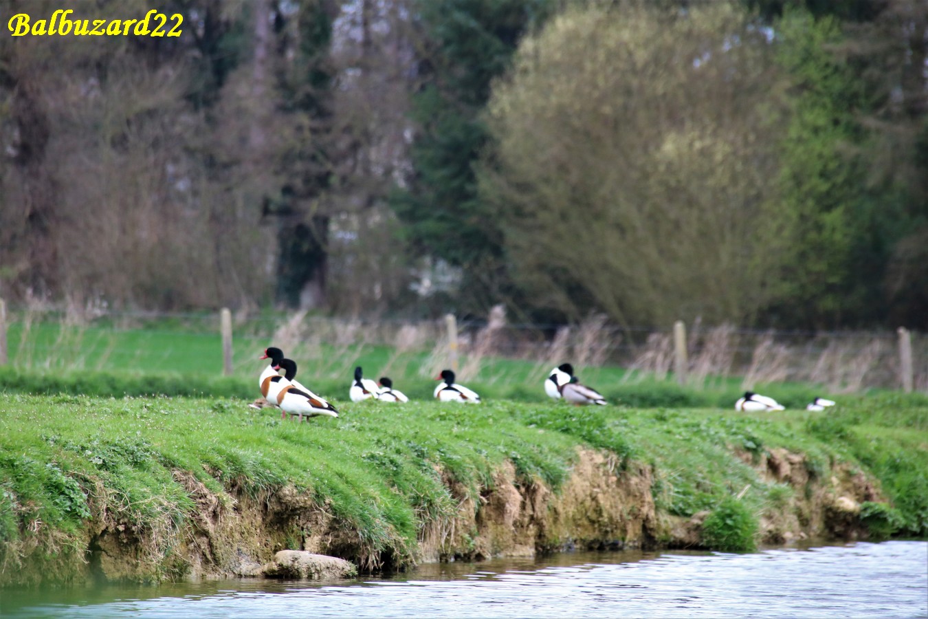 Tadornes de belon lagunes Pommeret 25 Mars 2019.JPG
