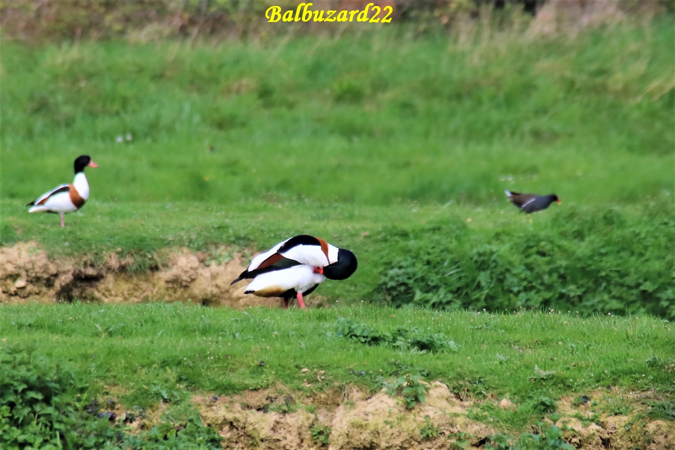 Tadorne de Belon lagunes Pommeret 25 Mars 2019 (1).JPG
