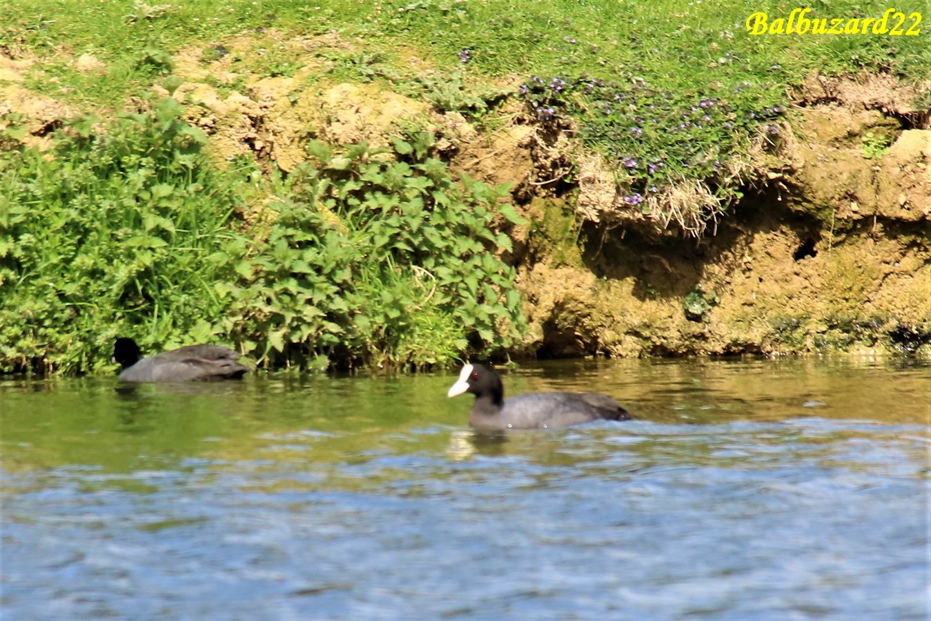 Foulques macroules lagunes Pommeret 25 Mars 2019.JPG