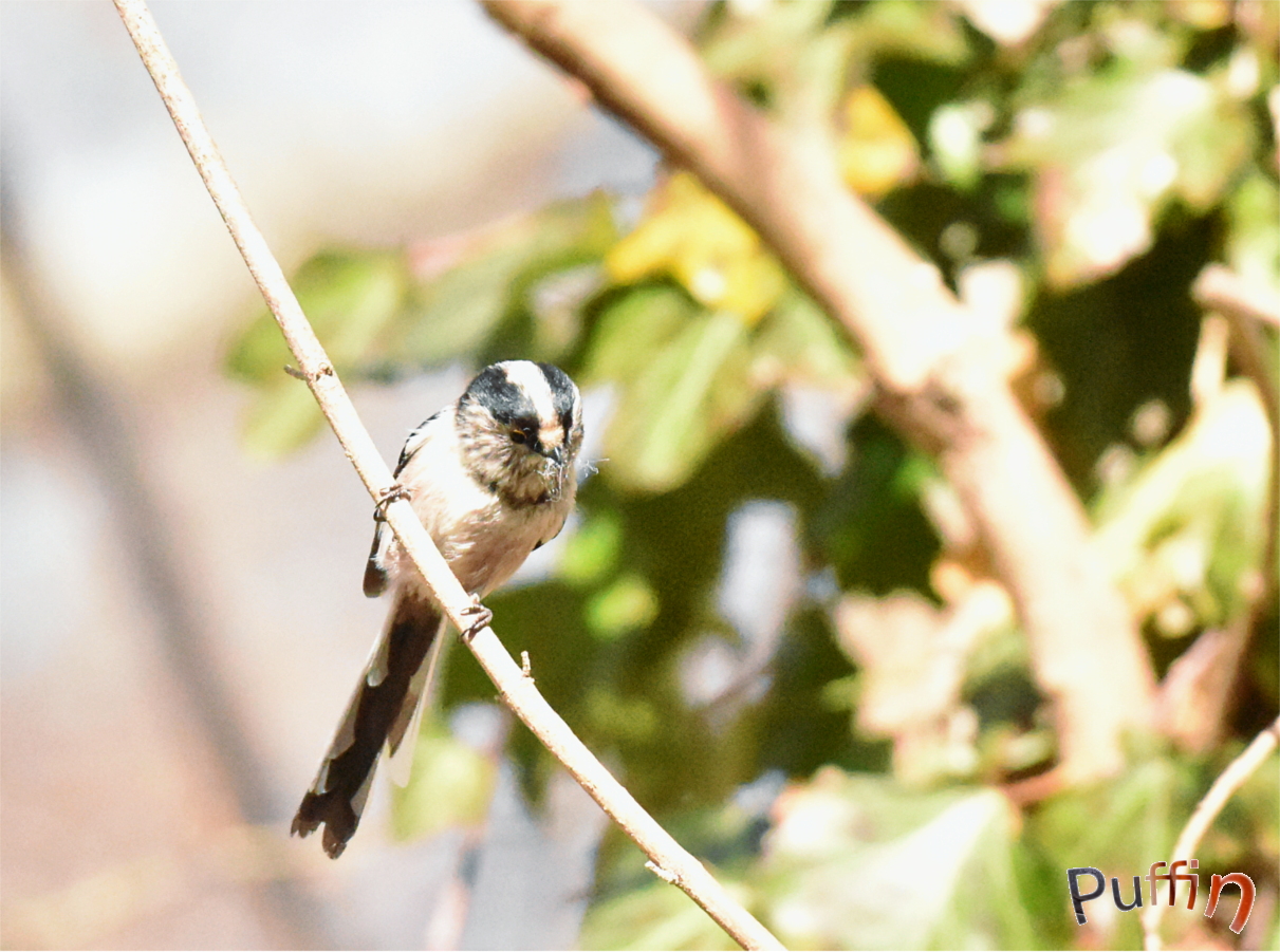DSC_2035-1.JPG