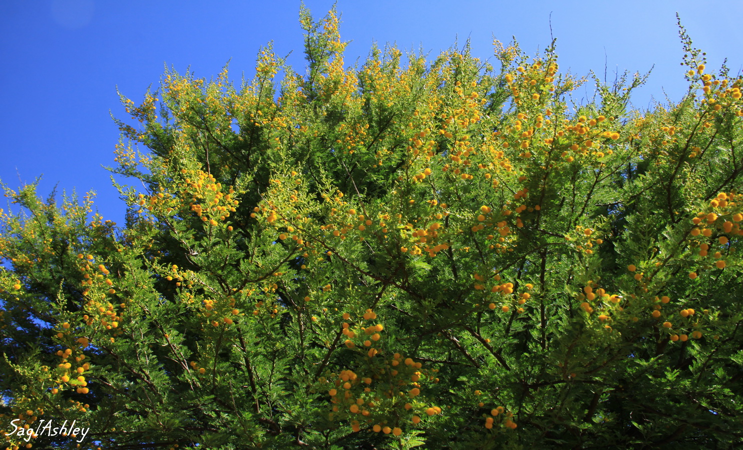 IMG_0436_GF Mimosa.jpg