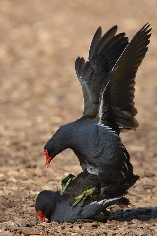 DSC_0182 (Copier).JPG