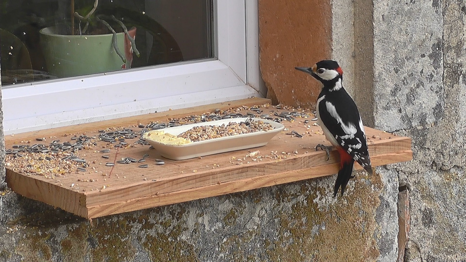 pic épeiche mangeoire red.jpg