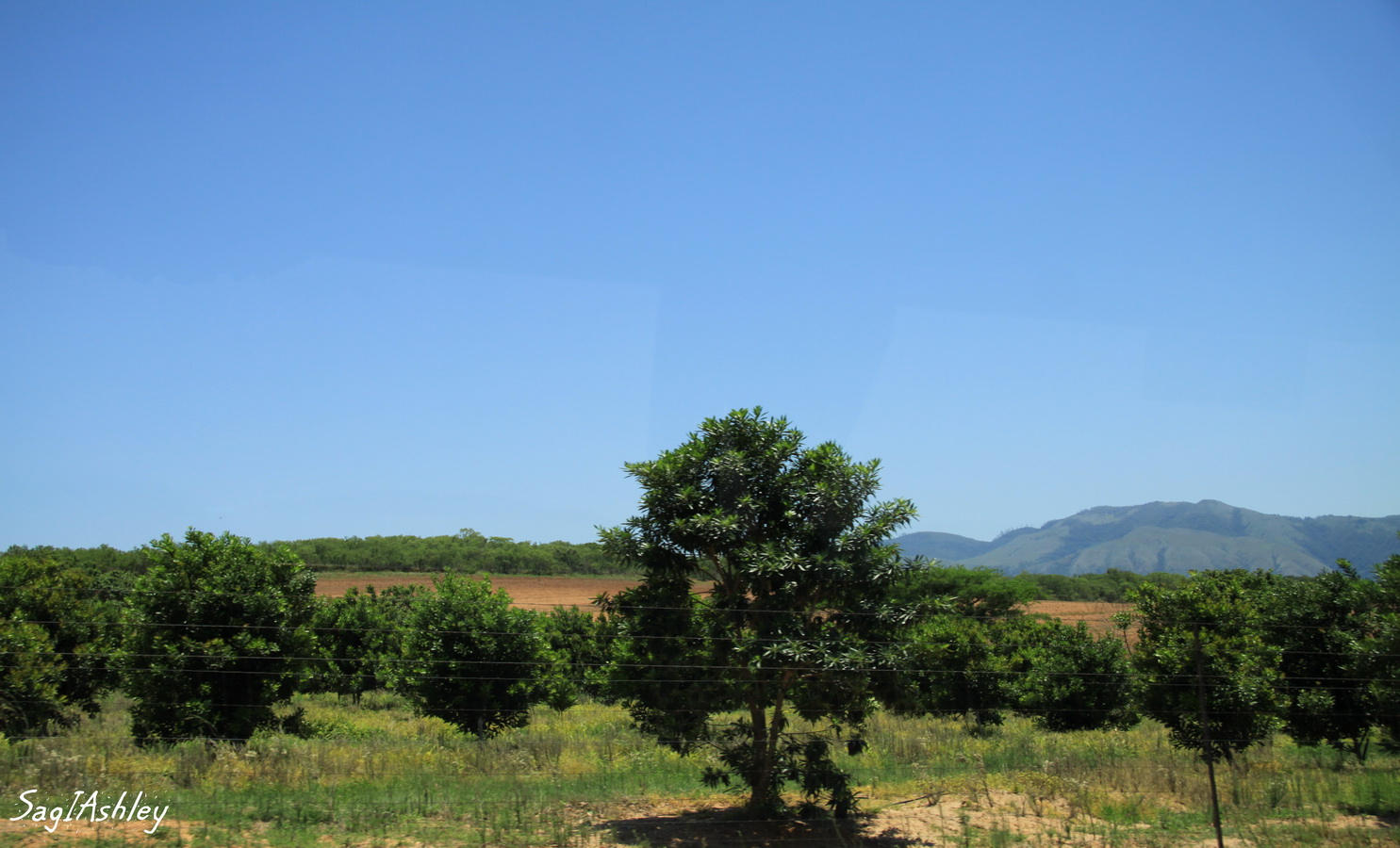 Plantations de Macadamias