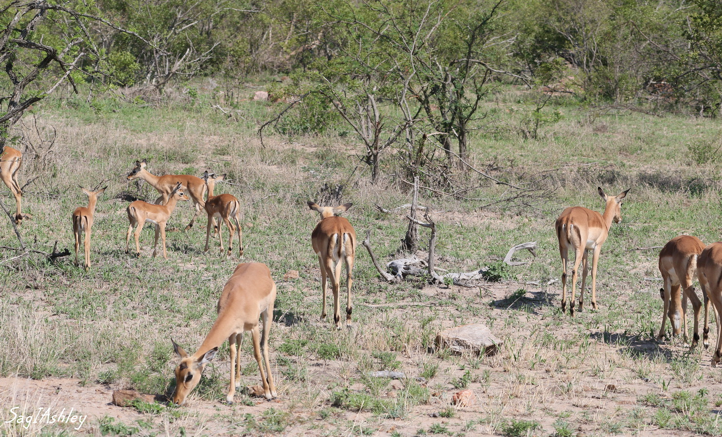 Impalas femelles et jeunes