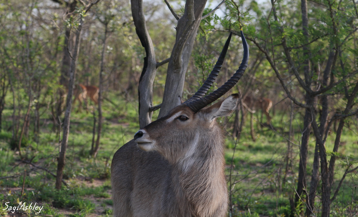 Water Buck