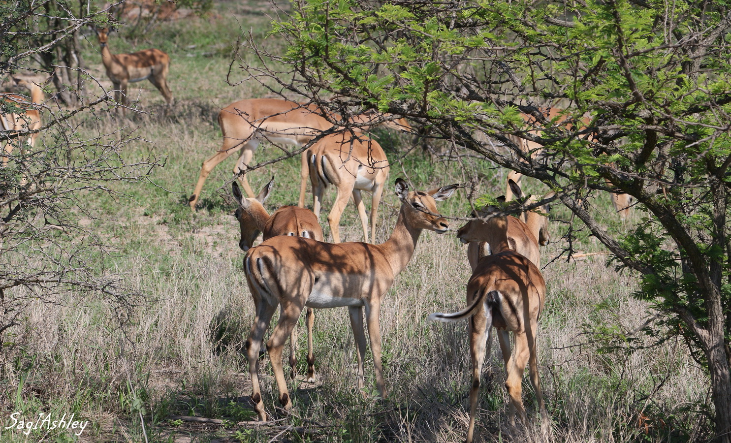 Impalas