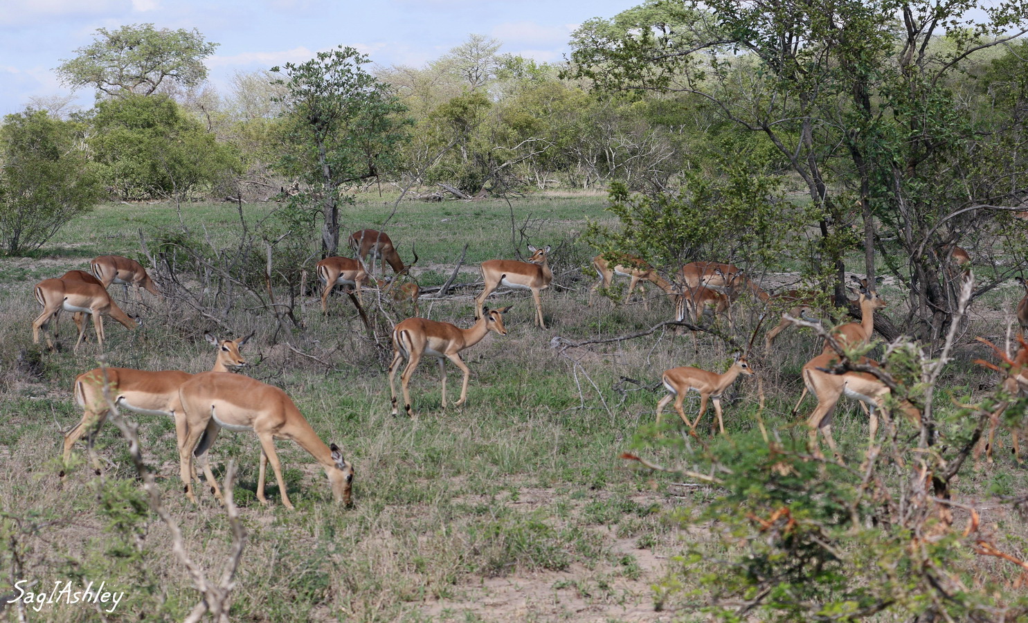 EO9A1684_GF Troupeau impalas.jpg