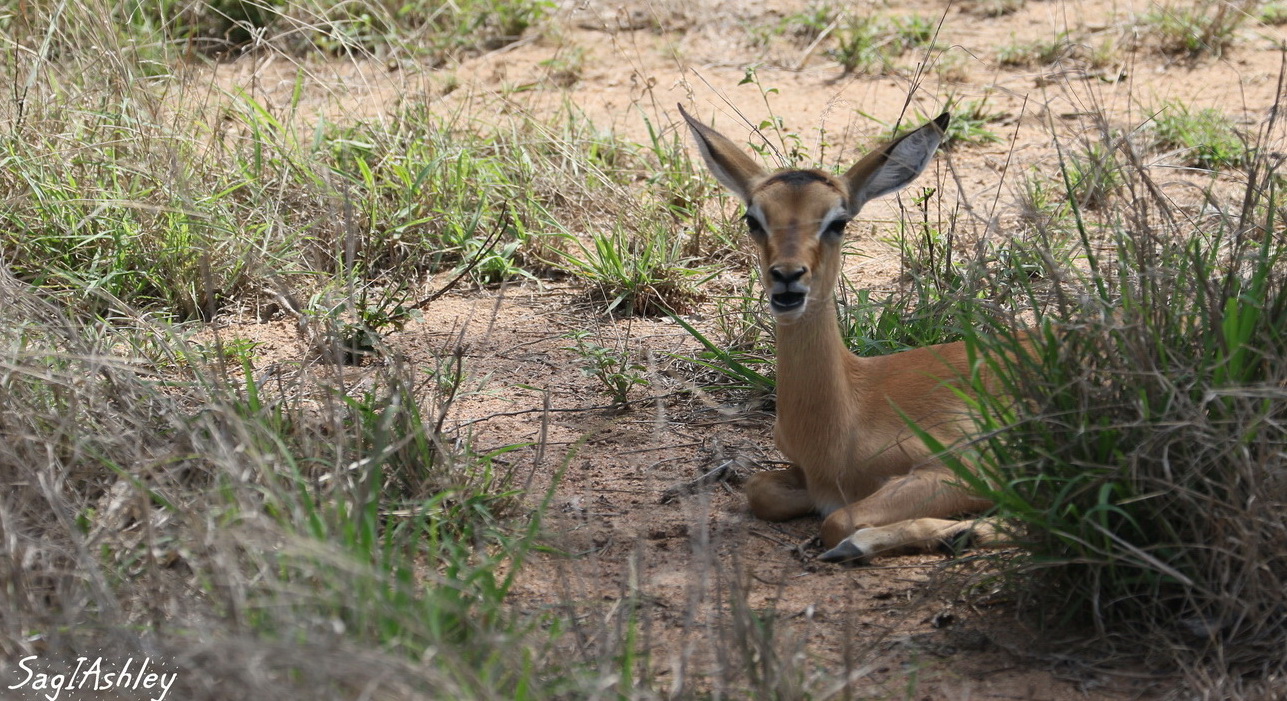 EO9A1686_GF BB impala.jpg