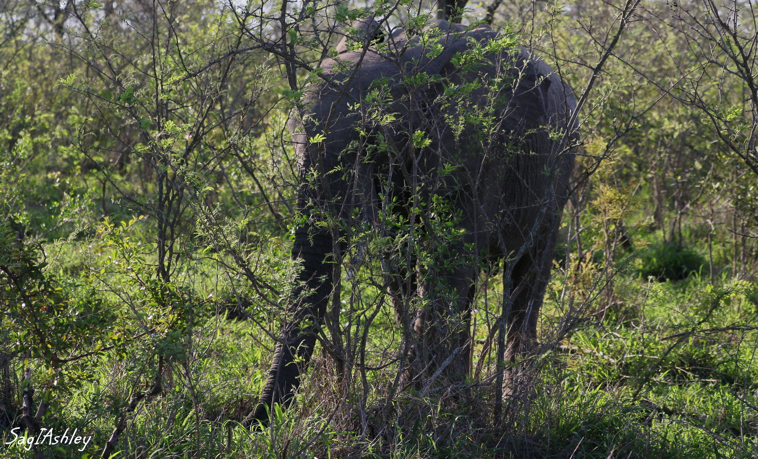EO9A1546_GFelephant cache.jpg